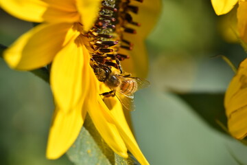 butterfly on sunflower
