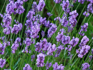 Fototapeta premium Bumblebee Pollinating Lavender Flowers in a Lush Green Garden on a Sunny Day