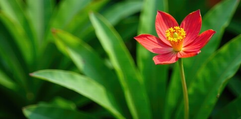 Fototapeta premium Long green leaves with bright red and yellow flower at the top, botanical garden, green leaves, colorful stems