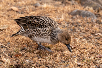 Duck Walking on Dry Grass ,A Scene from Japanese Nature,Duck in Natural Habitat ,Japanese Wildlife Photography,草地を歩くカモ