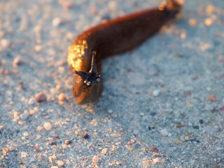 Close-up of a Slug Crawling on Sandy Ground in Natural Light