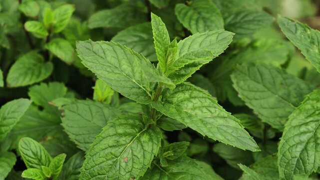 Green Mint Plant Grow Background 
