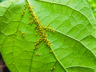 A close-up of a green leaf infested with many small, yellow aphids.