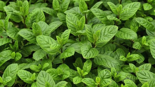 Green Mint Plant Grow Background 