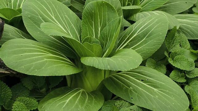 bok choy or pak choi in the garden.