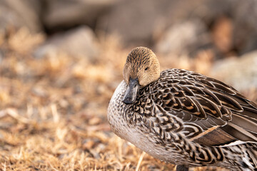 リラックスするカモのポートレート ,Calm and Relaxed Duck,Wildlife Photography in Japan,Relaxing Duck Portrait