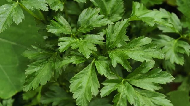 Fresh parsley in the garden