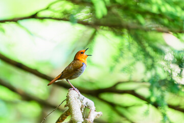 さえずるコマドリ