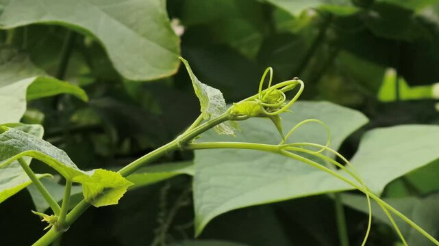 chayote shoots on the tree