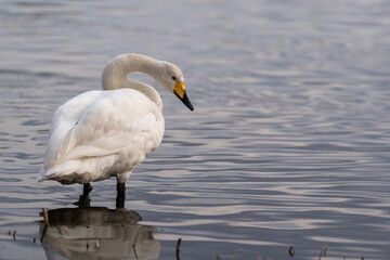 Elegant Winter Scenery in Japan,Elegant Swan by the Lake,Stunning Japanese Winter Wildlife,優雅な白鳥の姿,湖畔の白鳥