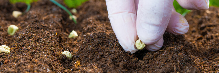 Gardening: Hand planting seeds into fresh soil for a thriving garden.