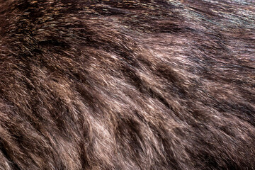 A detailed close up view of a persons hair showcasing its texture