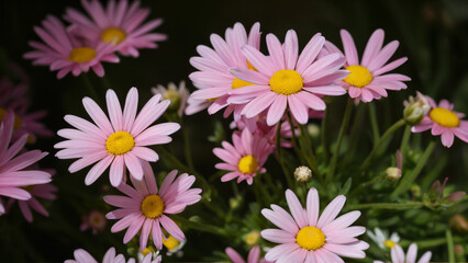 Fototapeta premium pink flowers