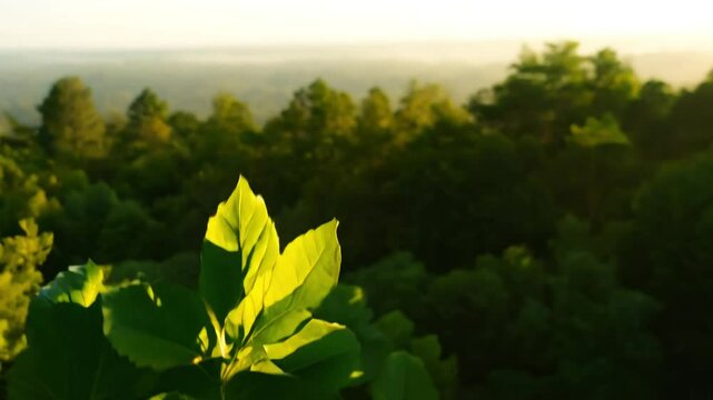 Natural light video, zooming out and tilting, a small cluster of leaves to reveal a forest, highlights the connection from close up detail to full view