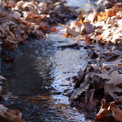 autumn leaves on the water