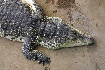 A crocodile rests in the Zoo in Zagreb, Croatia