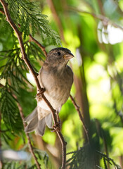 Portrait of a sparrow in the countryside. Close-up bird in natural environment. Passeridae.
