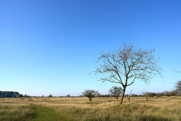 View over the Amsterdam Water Supply Dunes - Waterleidingduinen