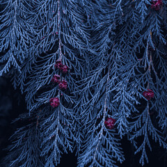 blue pine tree leaves in the forest, cypress leaves, blue background