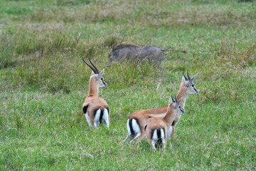 A herd of Thomson’s gazelles grazes and wanders across the savanna of Maasai Mara, Kenya,...
