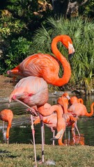 Cute pink flamingo Flock of flamingos