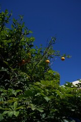 oranges tree 