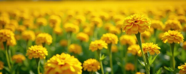 Obraz premium A sea of bright yellow marigold blooms in a vast field, wildflower, garden, sunny