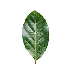 Fototapeta premium Single Jackfruit Leaf: A vibrant, glossy green jackfruit leaf, isolated on a white background, showcases intricate veins and a delicate texture.
