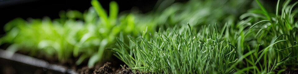 Obraz premium Close-up of Seedlings in Soil