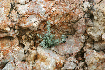 Plant growing through a stone, island of Pag, Croatia