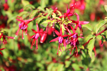 Beautiful Chilco Flowers - Fuchsia magellanica