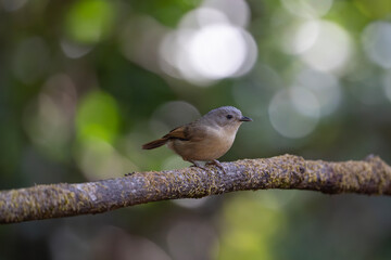 Brown-cheeked fulvetta perched on a branch