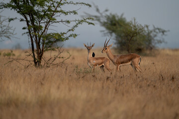 Indian Gazelle or Chinkara pair at the grasslands of Bhigwan with their drongo friend 