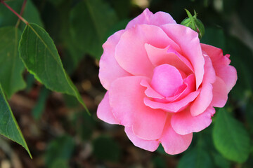 Beautiful rose with pink petals
