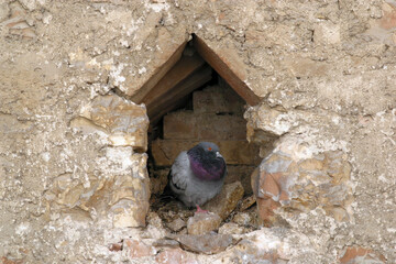 A dove stands in a stone wall in Assisi, Umbria, Italy