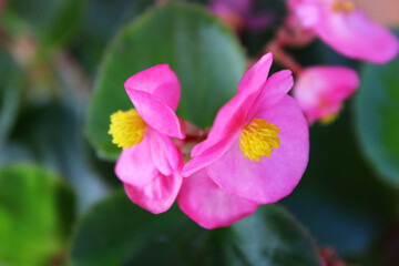 Beautiful Begonia flowers with pink petals