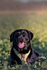 A close-up portrait of a happy black Labrador retriever wearing a green harness, sitting in a lush green field. The dog’s tongue is out, and its playful expression is captured beautifully