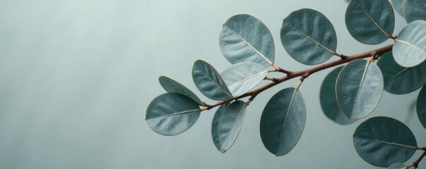 eucalyptus leaves isolated on gray background with clipping path, monochrome, eucalyptus