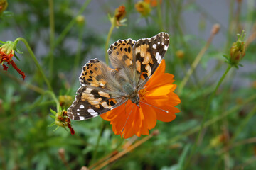 A butterfly sipping nectar from a flower