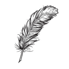 Obraz premium Feather quill pen hand drawn. Sketch retro vintage style. Vector illustration isolated on white.