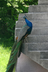 Obraz premium A peacock looks around fascinated by the beauty of his body and the colors of his neck on a farm in Pisarovinska Jamnica, Croatia