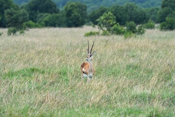 A Thomson’s gazelle gracefully roams and grazes on the savanna of Maasai Mara, Kenya, embodying the beauty of the wild.