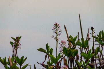 Delicate wildflowers blooming at the edge of water. Tranquil scene, serene mood, close-up shot, low angle, wetland area, focus on nature, showcasing peaceful and untouched beauty