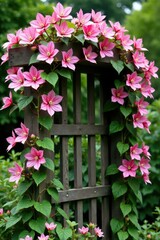 Fototapeta premium Pink clematis vines covering a wooden trellis in full bloom, clematis flowers, , pink blooms