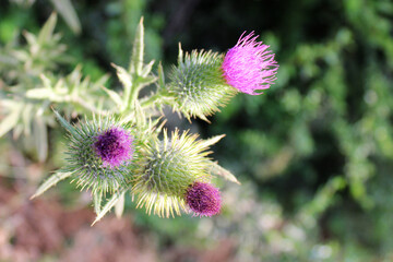 Common Thistle Plants, Cirsium vulgare