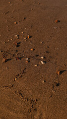 Wet sand with pebbles and seaweed reflecting sunlight on a beach in egypt