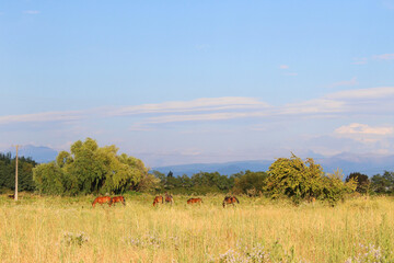 Obraz premium Group of horses in a rural area