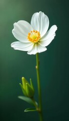 Obraz premium Single white Schima Wallichii flower on a stem, wallichii, solitary