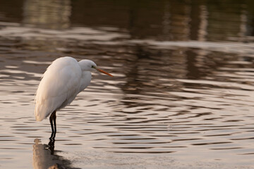 Serene Wildlife Photography,静寂の中に佇む白鷺,夕暮れの湖畔の美しい瞬間,Great Egret Standing on Calm Waters