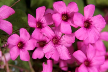 Oxalis articulata pink flowers blooming in spring in the Zagreb Botanical Garden, Croatia